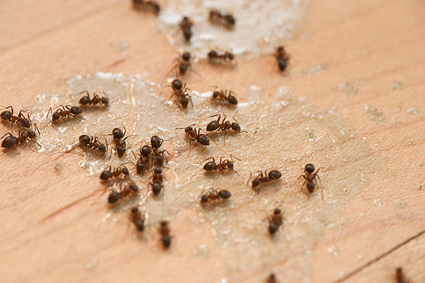 Best Cockroach Control Services  in Santa Teresa, NM