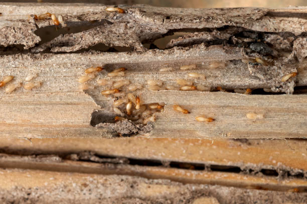 Best Termite Control Services  in Santa Teresa, NM