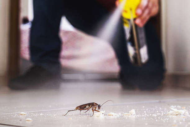 Best Flea Control Services  in Santa Teresa, NM